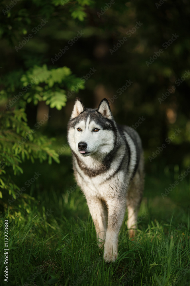 Dog breed Siberian Husky walking in summer park
