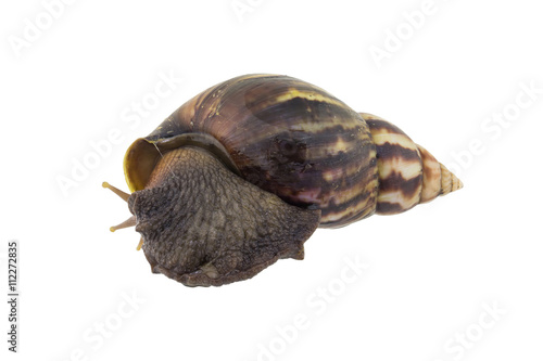 Land snail isolated on white background photo