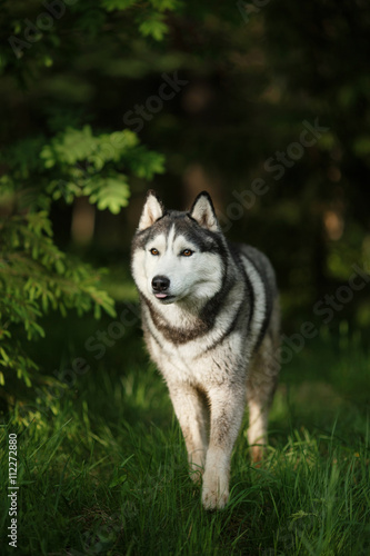 Dog breed Siberian Husky walking in summer park