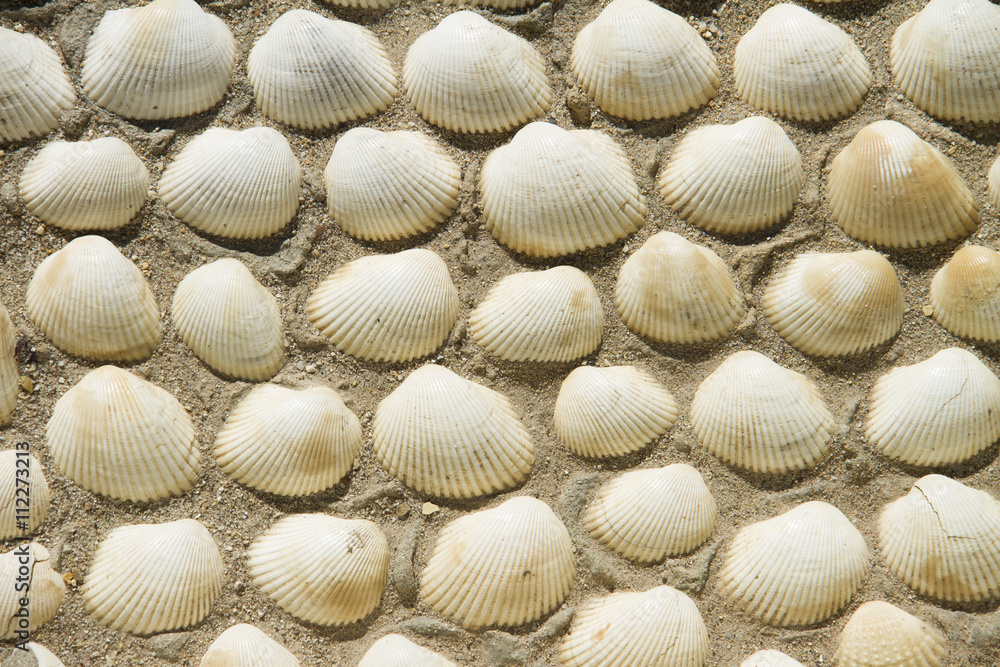 wall made of sea shells. wall made of sea shells.