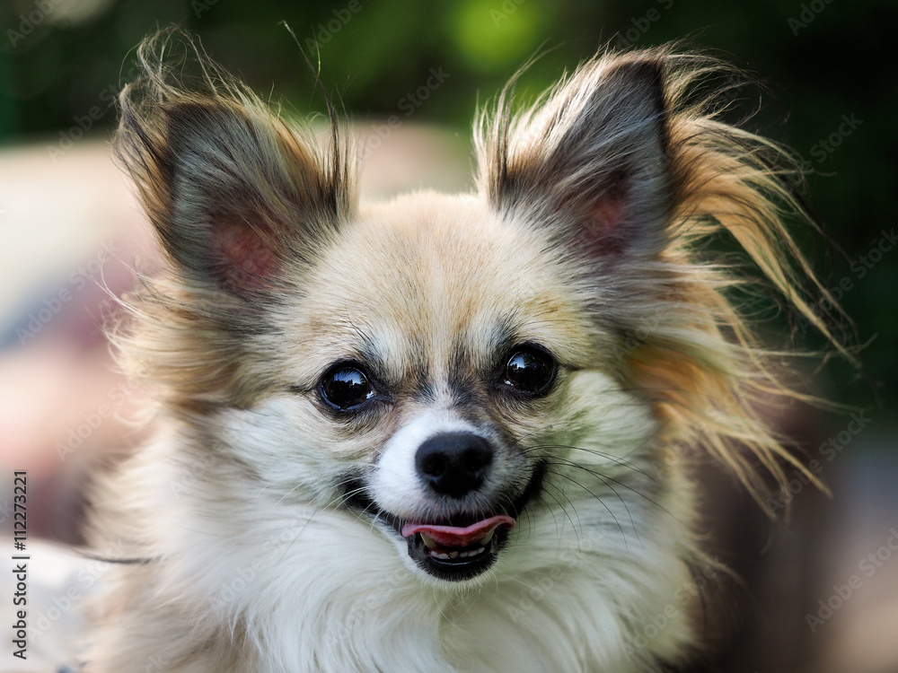 Little dog, big portrait. The dog is visible tongue. Dog Breed Papillon Little dog, big portrait. The dog is visible tongue. Dog Breed Papillon