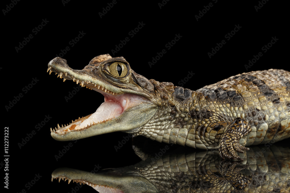 Naklejka premium Closeup Young Cayman Crocodile, Reptile with opened mouth Isolated on Black Background, Side view