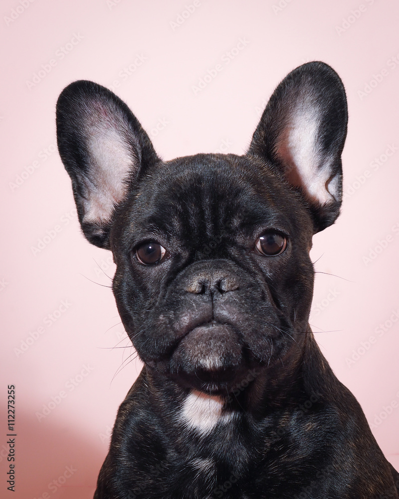 Dog - Black french bulldog on a pink background. Portrait 