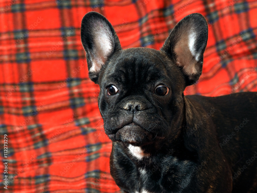 Portrait of a dog with slanting eyes. Dog black French bulldog. Muzzle close against a red plaid