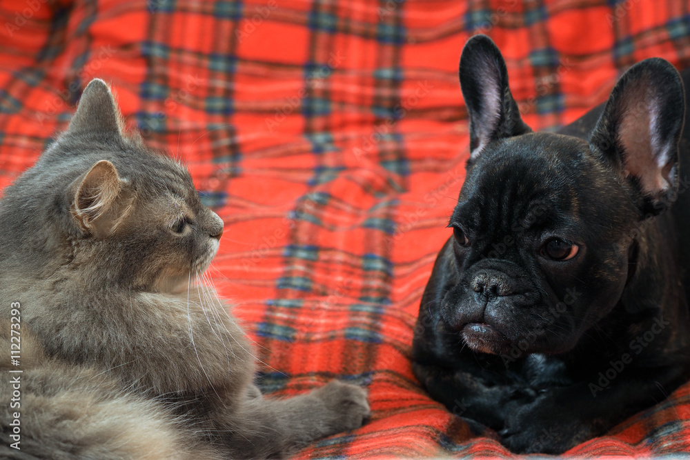 Bulldog cats sales