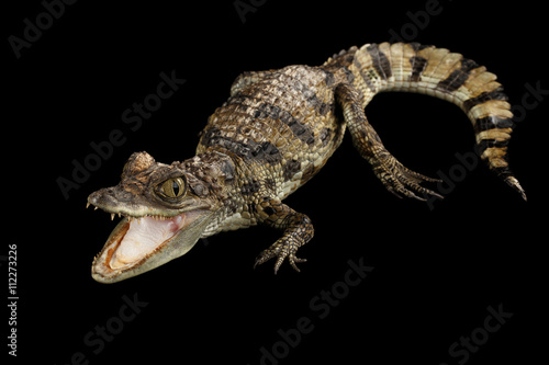 Closeup Young Cayman Crocodile  Reptile with opened mouth and waved tail Isolated on Black Background in Top view