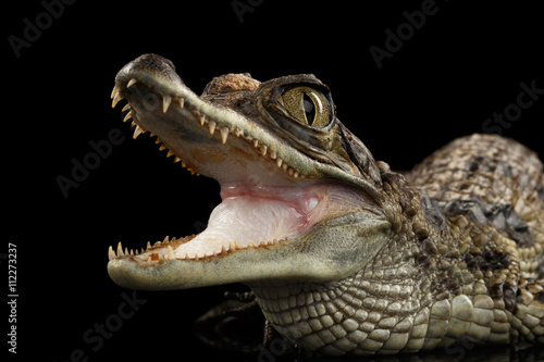 Closeup Young Cayman Crocodile, Reptile with opened mouth Isolated on Black Background