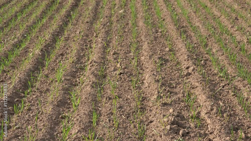 tilt up of green winter seed crop grain field near forest. 4K tilt up of green winter seed crop grain field near forest. 4K