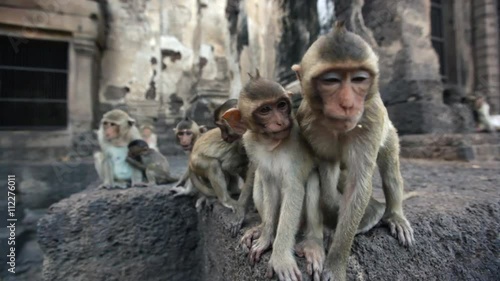 Lopburi city in Thailand, thousands of macaque monkeys live in freedom.
During the monkey festival. A group of young curious monkeys play with the camera lens
 photo