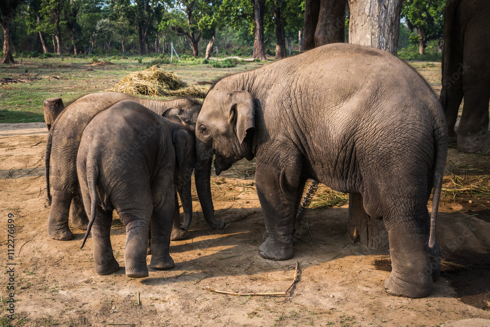 Fototapeta premium Elephants