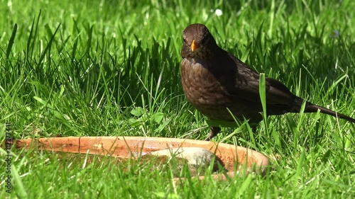 blackbird drink water on the water cup and run away