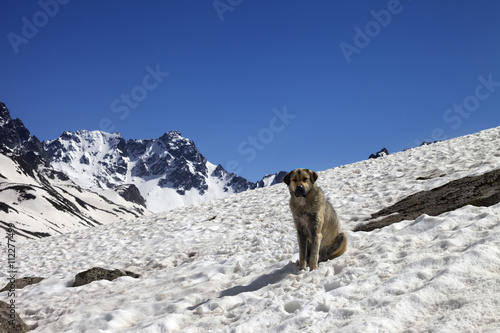 Dog in snowy mountains at spring