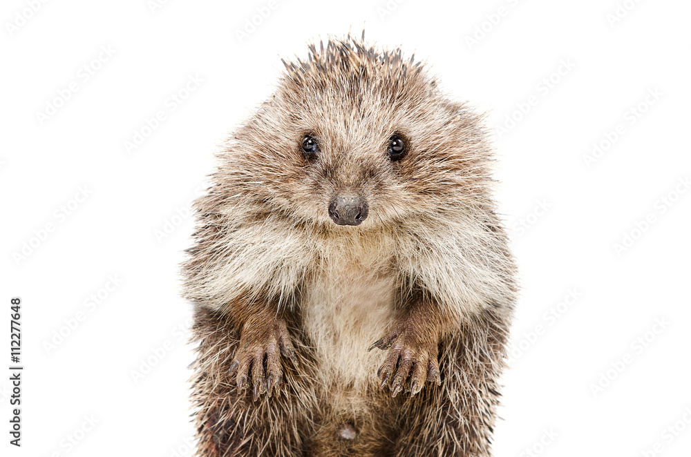 Portrait of a funny hedgehog standing on his hind legs Portrait of a funny hedgehog standing on his hind legs