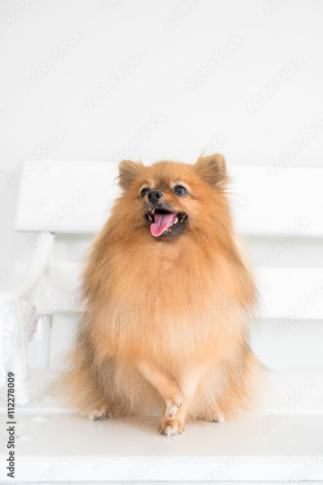 closeup to the eye, pomeranian
