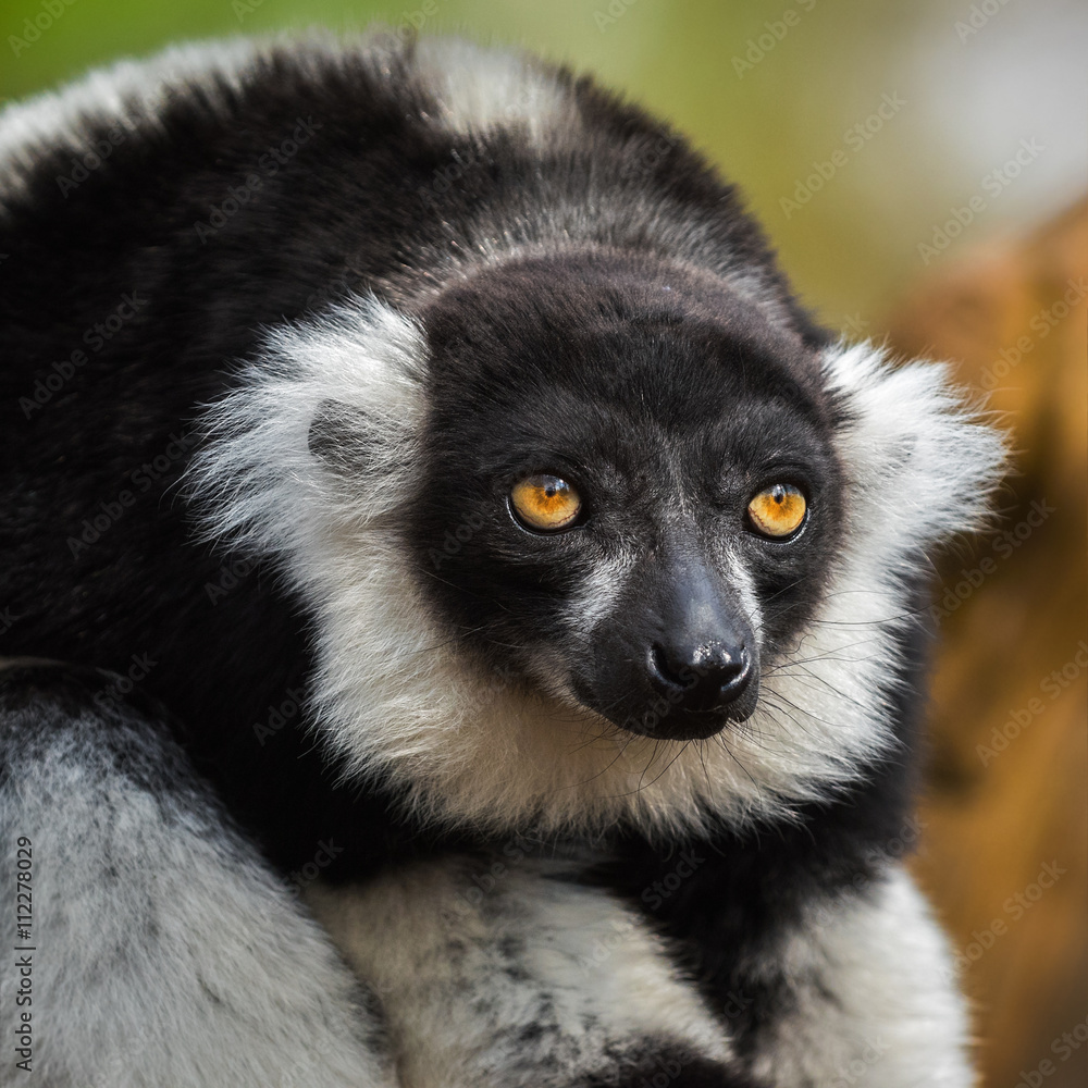 Portrait of an adult black-and-white ruffed lemur Portrait of an adult black-and-white ruffed lemur
