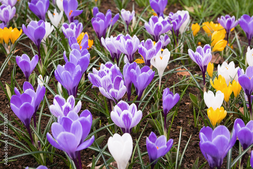 Fresh and colorful spring crocus, Netherlands