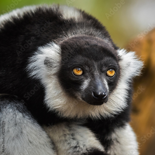 Portrait of an adult black-and-white ruffed lemur