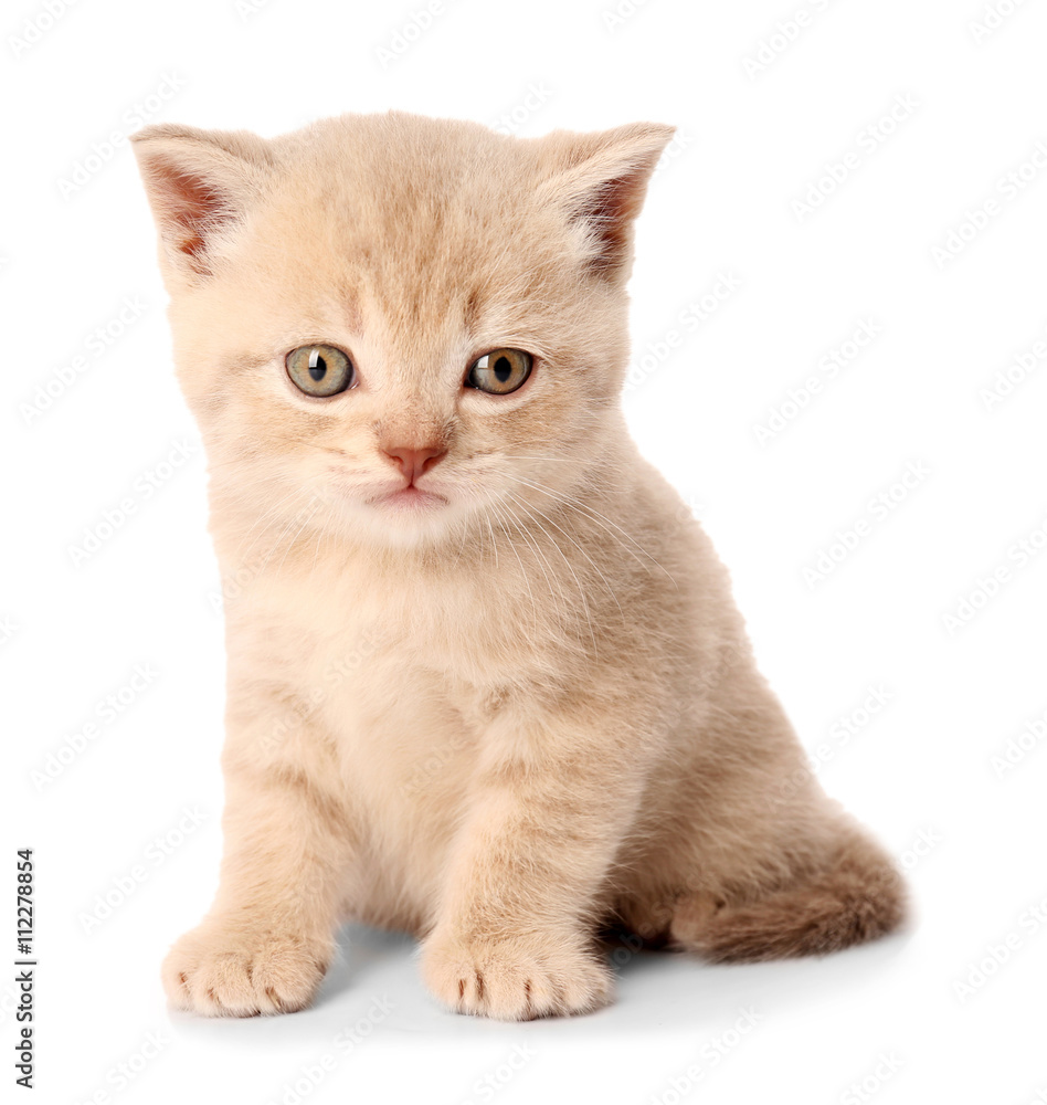 Small cute kitten, isolated on white