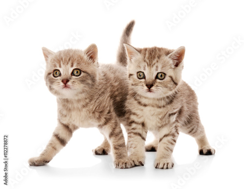 Small cute kittens  isolated on white