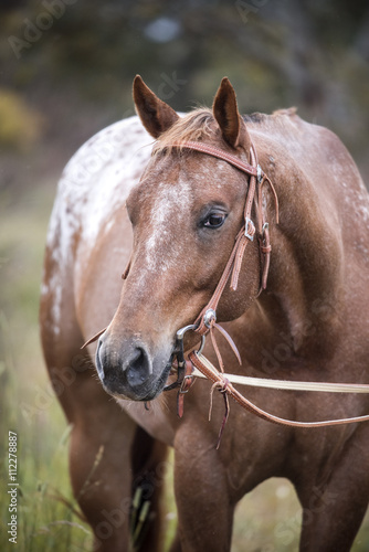 Fototapeta Naklejka Na Ścianę i Meble -  Chestnut appaloosa
