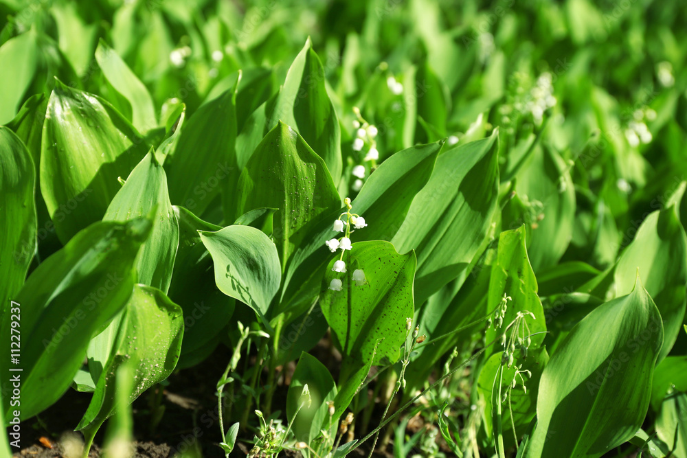 Fototapeta premium Lily-of-the-valley flowers, closeup