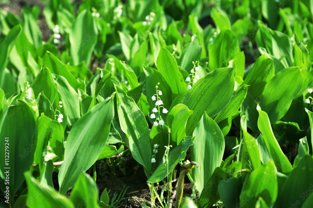 Lily-of-the-valley flowers, closeup Lily-of-the-valley flowers, closeup