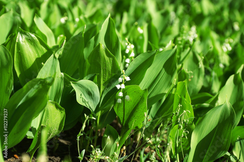 Lily-of-the-valley flowers, closeup