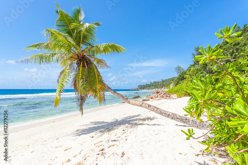 cocotier penché sur plage d'Anse Fourmis, la Digue, Seychelles © Unclesam