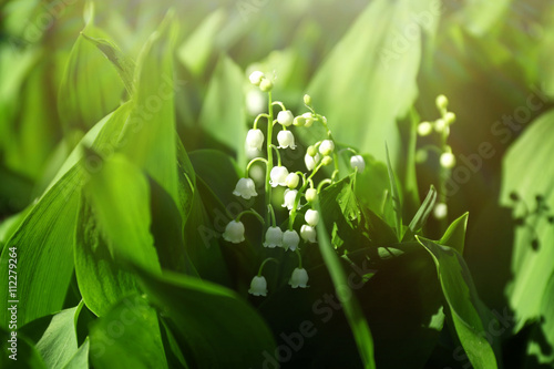 Fototapeta Naklejka Na Ścianę i Meble -  Lily-of-the-valley flowers, closeup