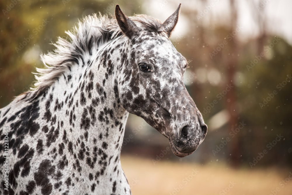 Fototapeta premium Appaloosa
