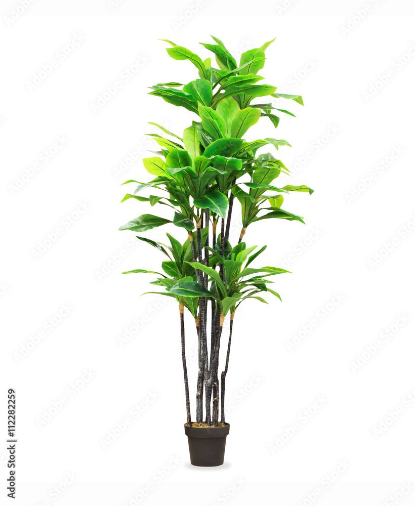 Fototapeta premium Big dracaena palm in a pot isolated over white
