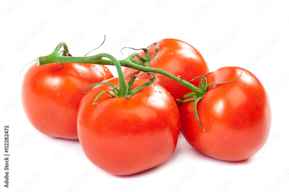Branch tomatoes on white background.
