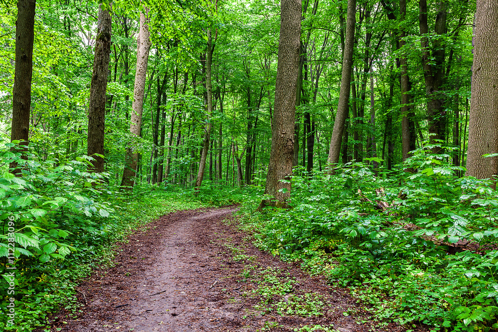 Obraz premium Green deciduous forest on a sunny day