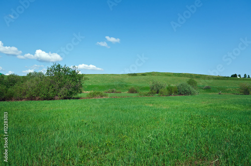 Russian spring meadow