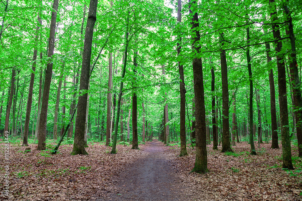 Obraz premium Green deciduous forest on a sunny day