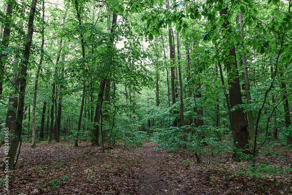 Obraz premium Green deciduous forest on a sunny day