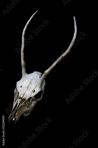 Fototapeta Naklejka Na Ścianę i Meble -  Deer Skull with Odd Antlers
