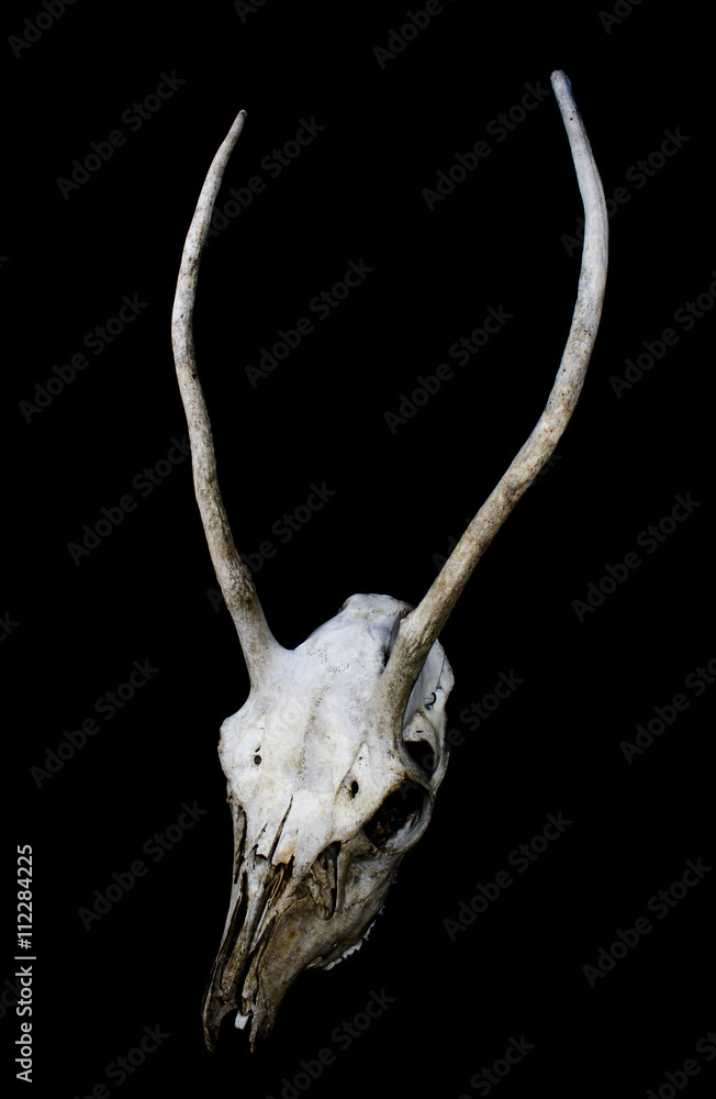 Fototapeta premium Deer Skull with Odd Antlers