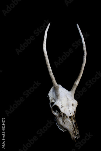 Deer Skull with Odd Antlers