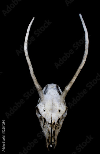 Deer Skull with Odd Antlers © squeebcreative