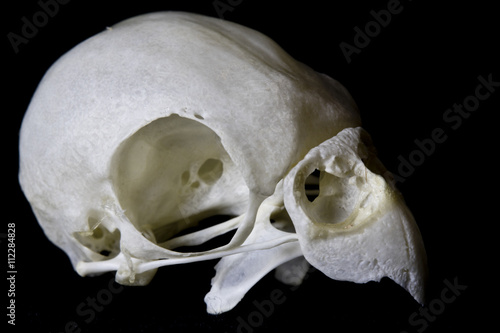 A Budgie Skull on Black Background photo