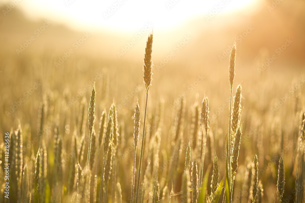 Growing wheat close-up in morning dew on background of sunrise