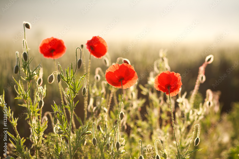 Fototapeta premium Flowers red poppies blooming in field in rays of dawn