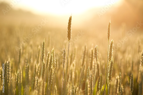 Growing wheat close-up in morning dew on background of sunrise