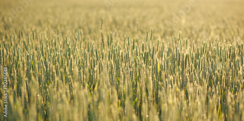 Growing wheat close-up in morning dew on background of sunrise