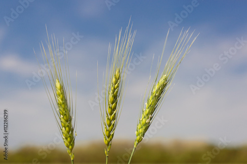 Spikelets of wheat in a field on a sunny day.