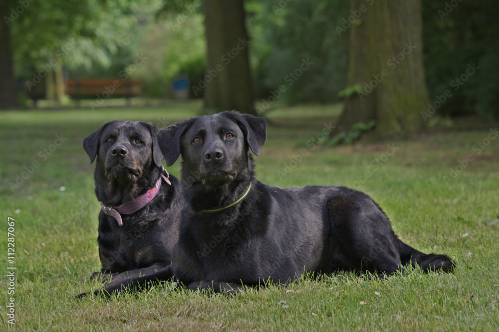 Rottweiler- Labrador Mischling und Labrador Rottweiler- Labrador Mischling und Labrador