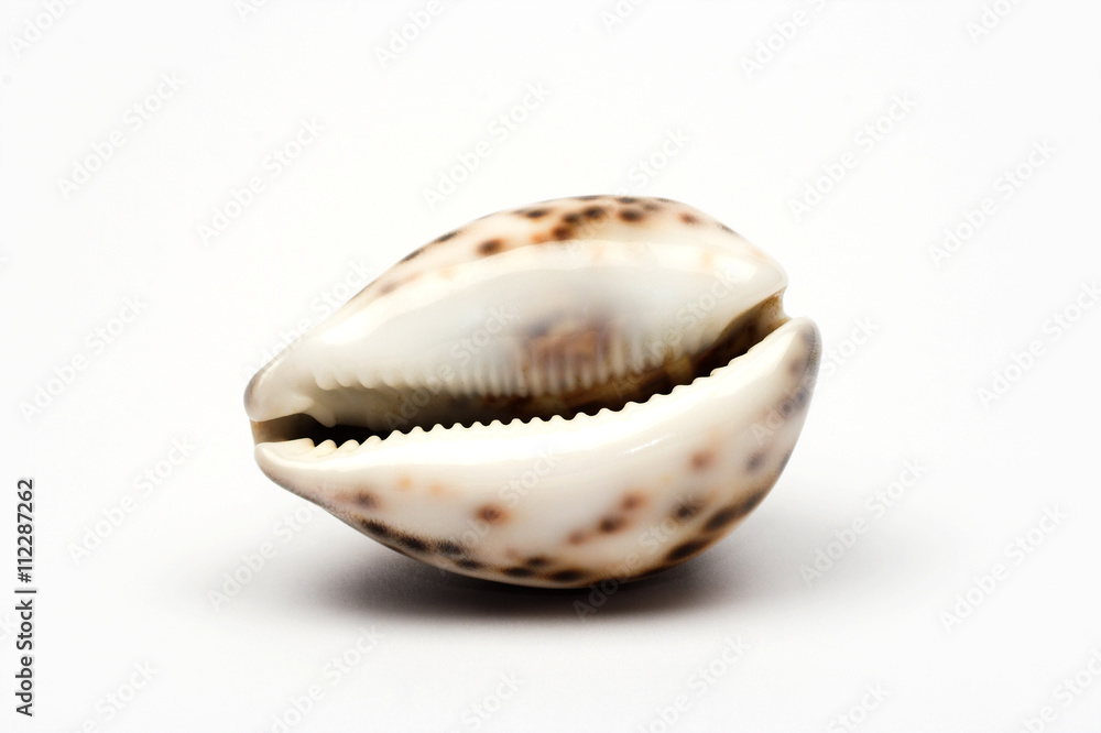  shell