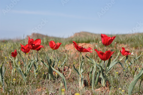 red wild tulips (Tulipa gesneriana, Tulipa suaveolens, Tulipa schrenkii) in desert near mount Big Bogdo.  soft focus, shallow DOF. photo