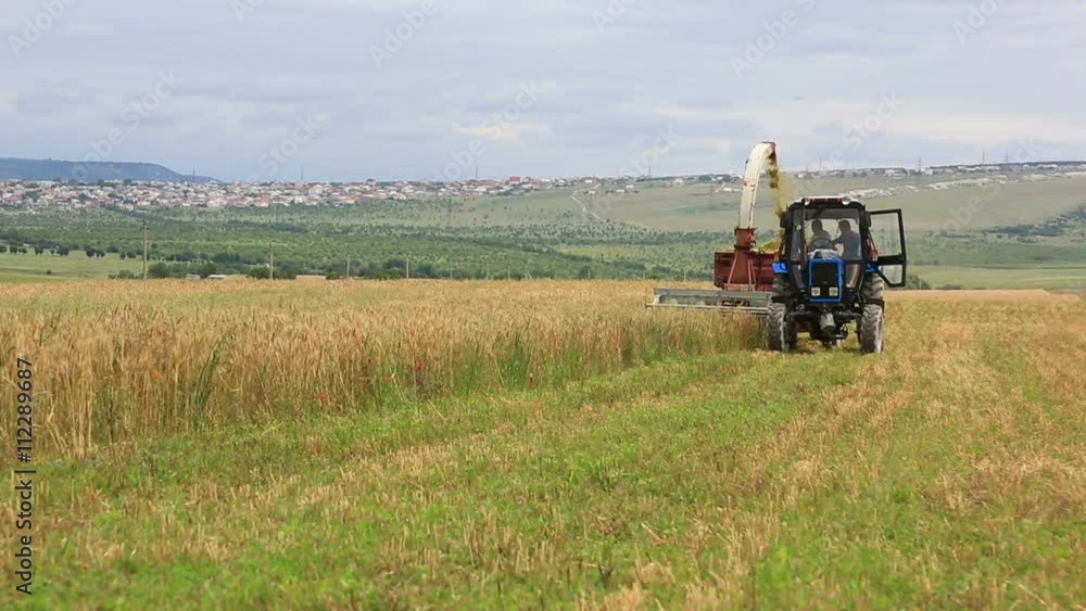 Harvesting grain a tractor, a tractor goes towards to a video camera Harvesting grain a tractor, a tractor goes towards to a video camera